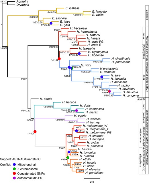 Bifurcating model of Heliconiini phylogeny obscures the underlying incongruence. The topology was inferred by the multispecies coalescent method ASTRAL-III from 6,725 orthologous autosomal genes. All nodes, except for the CHT clade are supported in 100% bootstrap replicates. In addition, three types of support values are presented: ASTRAL branch support for a quadripartition (on a 0–1 scale); percentage of quartets in individual gene trees containing a specific node; and the Internode Certainty measure of gene tree incongruence (0–1 scale; X indicates the node is not found in the consensus). Colored circles indicate conflict between the topology of the ASTRAL autosomal tree, and the estimates from: mitochondrial data under ML (blue); sex-linked genes (Z chromosome) in ASTRAL (green); concatenated SNPs under ML (red); the alternative coalescent method MP-EST (violet). Branch lengths are in coalescent units, and arbitrarily set to 1.0 for the terminal branches. Branch colors correspond to previously defined clades (Kozak et al. 2015): red—Heliconius melpomene/cydno; orange—silvaniforms (MCS); violet—Heliconius wallacei; green—Heliconius doris; blue—Heliconius sara; crimson—Heliconius clysonymus; scarlet—Heliconius erato; brown—Eueides.