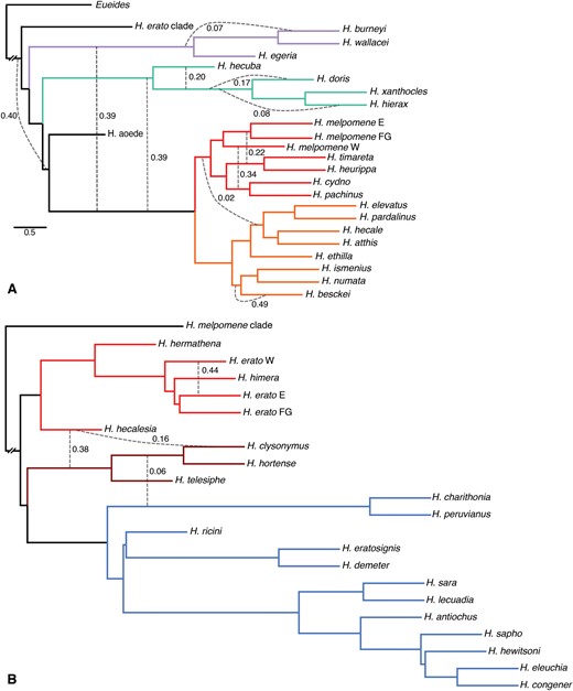 Evidence of introgression is found across the entire Heliconius radiation. Networks inferred under maximum pseudolikelihood (MPL) based on 6,725 autosomal ML gene trees distinguish between introgression and incomplete lineage sorting, revealing several admixture events. Numbers on the edges indicate the inheritance probabilities (Wen et al. 2018), which correspond to the proportion of the data supporting the grouping. (A) The analysis of Heliconius melpomene and cognates reveals previously undetected introgressions closer to the root of the tree. Known events in the MCS clade are recapitulated, demonstrating sensitivity of the approach. (B) Fewer admixtures occurred in the evolution of the Heliconius erato/sara clade, but Heliconius hecalesia may be a recent hybrid.