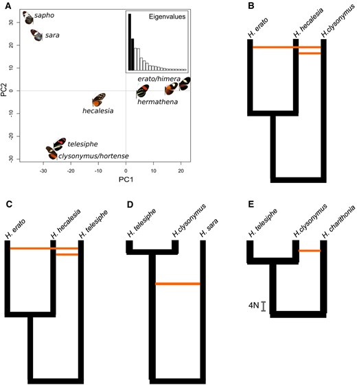 Ambiguous genomic composition of Heliconius hecalesia. (A) Although usually recovered as the sister species of Heliconius hermathena and Heliconius erato in bifurcating phylogenies, H. hecalesia shares variation with the clades of Heliconius sara and Heliconius clysonymus. Principal Component Analysis of variation in the autosomal SNPs within the H. erato/sapho clade. First two PCs account for over half of the variation. (B) Models of divergence history in the H. erato/Heliconius telesiphe group inferred by PHRAPL, where orange edges indicate gene flow. Models including up to five terms for coalescence, gene flow and variation in population sizes were fitted to four sets of three taxa, extracted from the 6725 gene trees. The bar in panel 4E shows time in units of 4N (diploid population size; see supplementary table S6, Supplementary Material online).