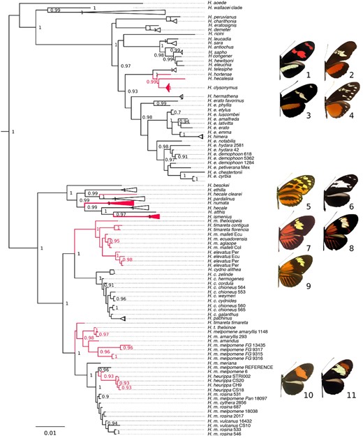Discordance at the red patterning locus. Branches in positions varying from the species tree are labeled red. The ML tree was estimated for a 20 kb region on the optix scaffold (HE670865:360,000:380,000), containing the intervals most strongly associated with wing patterns in Heliconius erato and Heliconius melpomene. Intraspecific relations for species not discussed in text are collapsed. Outgroups and parametric support values <0.9 not shown. 1. Heliconius telesiphe sotericus, 2. Heliconius hortense, 3. Heliconius clysonymus hygiana, 4. Heliconius hecalesia formosus; 5. Heliconius hecale felix, 6. Heliconius hecale clearei; 7. Heliconius timareta timareta, 8. Heliconius melpomene malleti, 9. Heliconius elevatus; 10. Heliconius melpomene melpomene, 11. Heliconius heurippa.