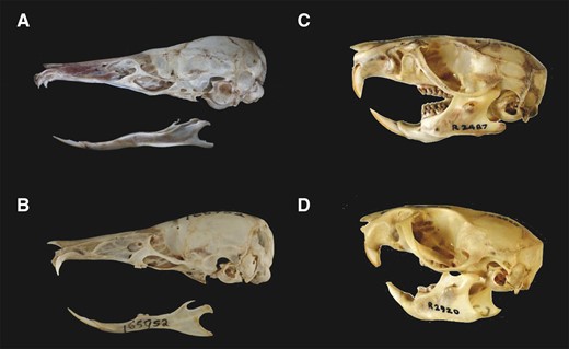 Exceptional convergence of craniofacial morphology and dentition in worm-eating specialists; (A) Paucidentomys vermidax (Muridae: Rattini) and (B) Rhynchomys labo (Muridae: Hydromyini), compared with two generalist species belonging to the same respective clades; (C) Rattus fuscipes (Muridae: Rattini), and (D) Pseudomys shortridgei (Muridae: Hydromyini). Photos by (A) D. Paul, Museums Victoria, (B) modified from Rickart et al. (2019) with permission, (C) and (D) M. Rawlinson, C. Accurso, and K. Walker, Museums Victoria.