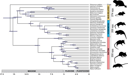 Time-calibrated phylogeny of sampled murine species generated in MCMCtree, with a consistent topology estimated in both IQ-TREE and SVDquartets. All phylogenetic analyses were based on a subset of 1,360 loci (Roycroft et al. 2020a). Nodes with <100% support using more than one branch support approach are indicated with an asterisk. Species numbers to the right of the phylogeny indicate the total number of described species in each of the three main murine clades, with Phloeomys pallidus the sole representative in this study of the tribe Phloeomyini.