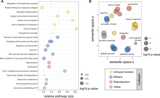 Overrepresented functions of genes under pervasive positive selection (P < 0.05) across Murinae using annotations from (A) Reactome pathways, and (B) Gene Ontology biological process categories, grouped using REVIGO semantic clustering (similarity threshold = 0.5). Circle size represents log10P-value for the significance of overrepresentation; colors indicate functions related to the immune system, dietary processes, and reproduction.