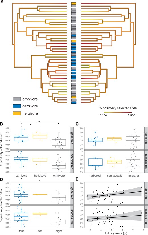 Heterogeneity in genome-wide positive selection and ecological predictors. (A) Average percentage of sites under positive selection plotted as a heat map on the species tree topology with dietary states indicated at the tips, calculated with aBSREL in HyPhy using either the species tree topology (left) or gene tree topology (right, with terminal branches matched to the species tree topology for visualization) data sets. (B) Comparison of average percent sites under positive selection across dietary states (carnivorous, herbivorous, or omnivorous), (C) microhabitats (arboreal, semiaquatic, or terrestrial), (D) number of mammae, and (E) log of body mass. Significance values are derived from phylogenetic ANOVA (* = FDR corrected P < 0.05).