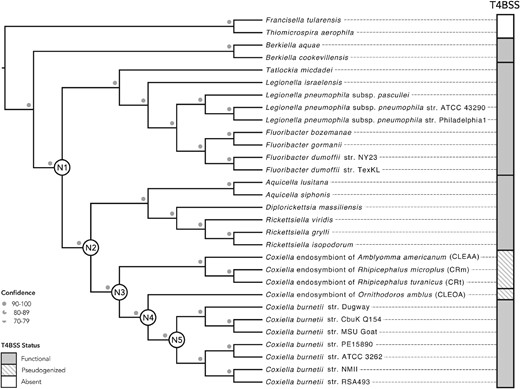 CLEOA is the closet relative of Coxiella burnetii. Maximum likelihood and Bayesian trees built using 117 single-copy protein-coding genes were combined to generate the shown phylogenomic tree. Bootstrap support and posterior probabilities agreed at all branchpoints and are depicted as a single confidence value. The Dot/Icm Type IVB secretion system (T4BSS), which is critical to pathogenesis, is found in all members of the order Legionellales, but has been pseudogenized in CLEs. Nodes N1–N5 mark major branching points in the evolution of C. burnetii.