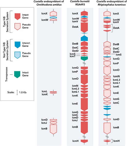 CLEs contain nonfunctional T4BSS. Comparison of T4BSS genes in CLEOA, Coxiella burnetii RSA493 and CRt indicate that the secretion system has been rendered nonfunctional in tick endosymbionts. Filled blocks represent intact genes. Outlined blocks represent pseudogenized genes.