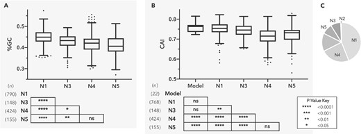 HGT was a major contributor to gene accumulation in C. burnetii’s ancestors. Nodes N1–N5 (as labeled in fig. 1) represent major branchpoints in the evolution of C. burnetii. (A and B) depict %GC and Codon Adaptation Index (CAI) distributions, respectively, for genes originating at each node. Boxes illustrate each distribution’s interquartile range while the black line dividing the box represents the median. Whiskers represent minimum and maximum values, excluding outliers (black diamonds) which were determined using the Tukey method. P-values shown in tables are for pairwise T-tests (pooled SD, BKY adjusted). Genes gained at N2 were excluded due to small sample size (n = 13). (C) Coxiella burnetii genome composition based on nodes of gene origin: N1: 43.9%, N2: 0.7%, N3: 8.2%, N4: 22.6%, N5: 8.6%. The unlabeled portion represents potentially spurious genes (n = 224) as well as genes with undefined nodes of origin (n = 44).