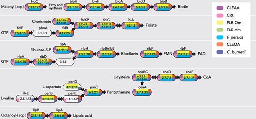 CLEs and FLEs encode B vitamin and cofactor biosynthetic pathways. CLEOA, CRt, CLEAA, FLE-Om (Francisella endosymbiont of Ornithodoros moubata; LVCE00000000), FLE-Am (Francisella endosymbiont of Amblyomma maculatum; LNCT00000000), and Francisella persica (FLE in Argas arboreus; NZ_CP013022) contain intact pathways for the synthesis of B vitamins and cofactors. Enzymes catalyzing each step are labeled with gene names and EC numbers. Blocks with no color indicate that a functional copy of a gene was not detected in that genome. Depictions of metabolic pathways modified from Gerhart et al. (2018).