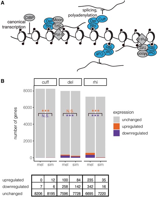 RDC regulation of piRNA precursors and host genes. (A) Schematic of known Cuff, Rhi, and Del functions in piRNA precursor transcription. Rhi and Del, together with Moon and Trf2 act to recruit bidirectional transcription of piRNA clusters (Andersen et al. 2017). Rhino, Del, and Cuff further specify piRNA precursors through suppressing splicing, polyadenylation, and termination (Mohn et al. 2014; Zhang et al. 2014; Chen et al. 2016). CtBP represses canonical, promoter-dependent transcription at piRNA clusters (Parhad et al. 2020). (B) Genes that are upregulated, downregulated, and unchanged by cuff, del, and rhi transgenic rescues as compared with the corresponding mutant background are indicated. Results of Fisher’s exact test (cuff, upregulated) or □2 test-of-independence (all others, df = 1) indicating differences in the proportion of genes positively (orange, top) or negatively (purple, bottom) regulated between transgenic rescues are also indicated. N.S. denotes P value > 0.05, * denotes P value < 0.05, and *** denotes P value < 0.001.
