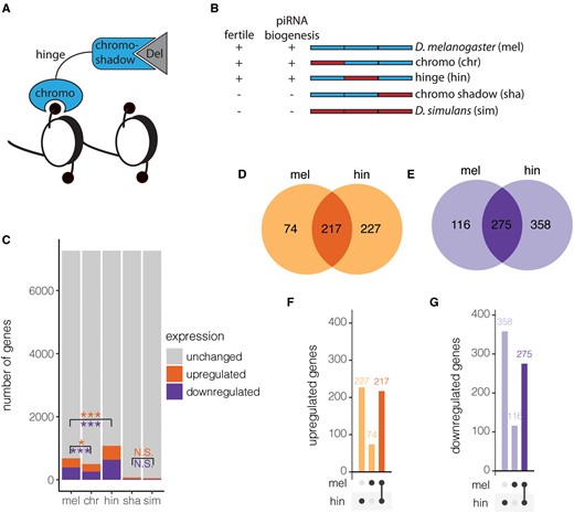 Divergence in host gene regulation individual Rhi domains. (A) Cartoon of three Rhino domains. (B) Schematic of D. melanogaster, D. simulans, and three fusion rescue proteins generated by Parhad et al. (2017). Rescue ± indicates whether the fusion construct was previously reported to rescue female fertility or piRNA biogenesis and TE regulation (Parhad et al. 2020). (C) Genes that are upregulated, downregulated, and unchanged as compared with the corresponding mutant background are compared between D. melanogaster (mel) and D. simulans (sim) transgenic rescues as well as the chromo (chr), hinge (hin), and chromo shadow (sha) fusion transgenes. Results ofχ2 tests-of-independence indicating differences in the proportion of genes positively (orange, top) or negatively (purple, bottom) regulated between a fusion transgene and the D. melanogaster or D. simulans transgenes are indicated. (D and E) Venn diagrams and (F and G) upset plots comparing genes positively (D and F) and negatively (E and G) regulated by the D. melanogaster (mel) and hinge (hin) transgenic rescues of rhi as compared with unrescued mutants. Genes that are uniquely positively regulated by one of the two transgenic constructs are shaded lighter, whereas those regulated by both transgenic constructs in the same direction are shaded darker. N.S. denotes P value > 0.05, * denotes P value < 0.05, and *** denotes P value < 0.001.