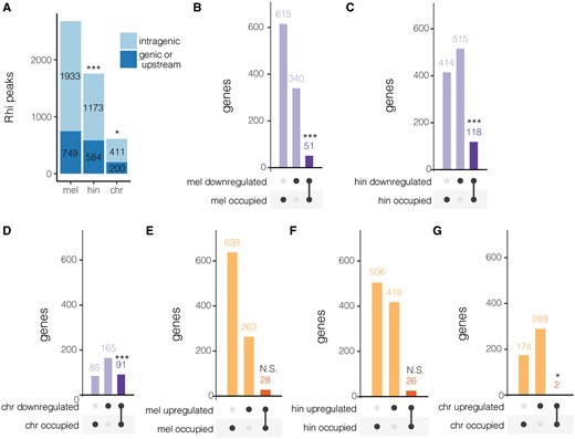 The hinge and chromo domain of D. simulans Rhi exhibit expanded autoimmunity of D. melanogaster genes. (A) Bar graph representing the number of intragenic and genic (including 1 kb upstream of any transcription start site) occupancy peaks of D. melanogaster, hinge, and chromo fusion Rhi proteins. (B–D) Upset plots comparing genes occupied and downregulated by D. melanogaster (mel, B), hinge fusion (hin, C), and chromo fusion Rhi (chr, D). (E–G) Genes occupied and upregulated by D. melanogaster (mel, E), hinge fusion (hin, F), and chromo fusion Rhi (chr, G). Darker colors (B–G) denote an overlapping set of genes in both groups: regulated and occupied, which are the strongest candidates for autoimmunity. *** denotes P value < 0.001, * denotes P value < 0.05, and N.S. denotes P value > 0.05 for □2 test-of-independence between transgene and occupancy close to genes (A) or regulation and occupancy (B–G).