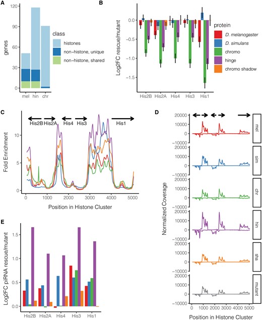 Autoimmunity at the histone gene cluster. (A) Autoimmunity targets, which are both occupied and negatively regulated, are compared between the D. melanogaster (mel), hinge (hin), and chromo (chr) fusion proteins. (B) Log2FC expression of histone copies in transgenic rescues as compared with unrescued rhi mutants. Due to sequence similarity between histone gene copies as well as their coordinated regulation, estimated read counts were summed across all copies to calculate differential expression. (C) Sliding window of Rhi protein enrichment, as compared with input, across a single representative copy of the histone array (dm6, 2L: 21,482,367–21,487,518). (D) Sliding window analysis of small RNA coverage across a single representative copy of the histone array for D. melanogaster (mel), D. simulans (sim), chromo (chr), hinge (hin), and chromoshadow (sha) fusion rescues, as well as the unrescued mutant. (E) Log2FC piRNA abundance for each of the histone genes in transgenic rescues as compared with unrescued mutants.