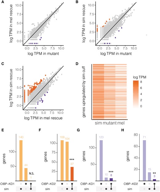 Drosophila simulans cuff upregulates numerous host genes, potentially by sequestering CtBP. (A–C) Correlation plots of the log-scale gene expression levels in transcripts per million (TPM) between the three cuff genotypes: unrescued mutant (mut), D. melanogaster (mel), and D. simulans (sim) transgenic rescues. (D) Log expression levels (TPM) are compared between all three genotypes for 141 genes upregulated by the D. simulans (sim) as compared with the D. melanogaster (mel) cuff transgenic rescue. (E–H) Upset plots comparing genes upregulated (E and F) and downregulated (G and H) by D. simulans as compared with D. melanogaster transgenic rescues and in CtBP knockdown as compared with control flies. CtBP-KD1:P{KK108401}VIE-260B, CtBP-KD2:P{GD4268}v37609. Results of Fisher’s exact test (CtBP-KD2, downregulated) or χ2 test-of-independence (all others, df = 1) indicating the significance of overlap in upregulated or downregulated genes between D. simulans cuff transgenic rescues CtBP-KD are also indicated. N.S. denotes P value > 0.05, ** denotes P value < 0.01, and *** denotes P value < 0.001.
