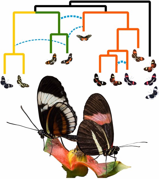 Above: A coalescent phylogenetic network of the H. erato/clysonymus/sara clade of Heliconius butterflies. Gene flow between species is indicated with dotted blue lines. Below: Butterflies of two different species (Heliconius cydno chioneus and H. melpomene rosina) mating on a Psychotria poeppigiana flower in Gamboa, Panama. Image by Krzysztof Kozak and Jorge Aleman. Photo credits: Luca Livraghi, Michel Cast.