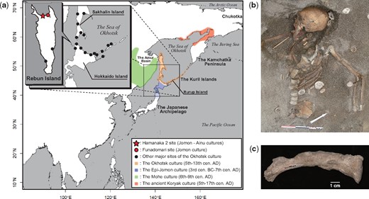 (a) Geographic locations of the Hamanaka 2 site from which NAT002 was excavated, the Funadomari site from which F23 was excavated, and other archaeological sites of the Okhotsk culture, and geographic ranges of the Okhotsk culture and neighboring cultures. (b) Skeleton of the adult female of the prehistoric Okhotsk culture (NAT002) from the Hamanaka 2 site. (c) The left clavicle of NAT002. Hyperostosis can be observed on the surface.