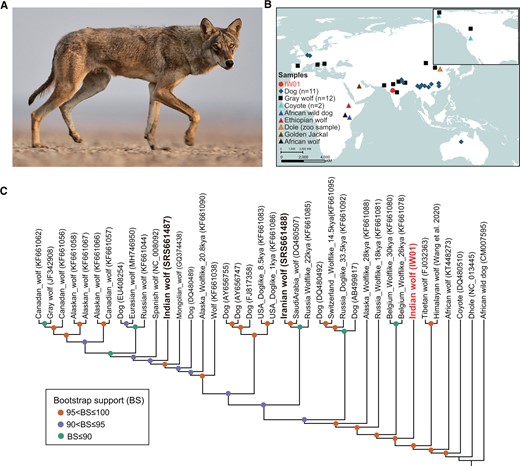 Sampling location and mitochondrial phylogeny. (A) A photograph of an Indian wolf from peninsular India (provided by Y. Shah). (B) Map showing the distribution of samples used in this study. The red dot depicts the location where the Indian wolf IW01 (supplementary fig. S1, Supplementary Material online) was sampled. (C) Maximum-likelihood tree estimated from mitochondrial genomes (15,462 bp). The Indian wolf (IW01) is a sister clade to domestic dogs and other gray wolves but inside the lineage of Tibetan wolf+Himalayan wolf. IDs in brackets are the GenBank accession numbers.