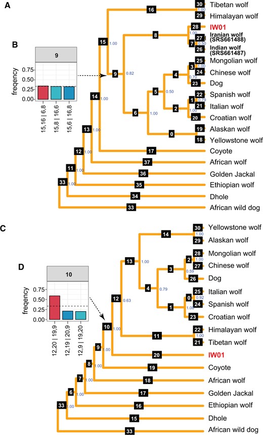 Phylogenetic analysis of Indian wolf IW01 and other canids based on nuclear genomes. (A) Consensus phylogenetic tree obtained using ASTRAL-III, estimated from 5,000 20-kb regions sampled across the nuclear genomes of the domestic dog, representative gray wolves, and other canid species. The blue-colored values at each node show the mean posterior probability of that node. White numbers with black squares denote branch numbers. As domestic dogs are a monophyletic group within the clade containing gray wolves from Eurasia (Fan et al. 2016; Wang et al. 2016), we only chose one high-coverage domestic dog genome for this analysis. (B) Quartet frequencies of three possible topologies for branch 9 in (A). The format “15,16|6,8” indicates the quartet topology with branches 15 and 16 together on one side and branches 6 and 8 on the other side. Quartet topology frequencies for 16 branches in the underlying unrooted phylogeny are shown in supplementary figure S3A, Supplementary Material online. The red bar indicates the frequency of the topology shown in (A) and the other blue-colored bars represent frequencies of the two alternative topologies. The dotted line represents the one-third frequency cut-off of the true topology for each quartet (Allman et al. 2011). (C) Phylogenetic tree estimated from the nuclear genome using ASTRAL-III but excluding the previously reported gray wolf genomes of SRS661487 (India) and SRS661488 (Iran). (D) The quartet frequencies of three possible topologies for branch 10 in (C). Quartet topology frequencies for 14 branches in the underlying unrooted phylogeny are shown in supplementary figure S3B, Supplementary Material online.