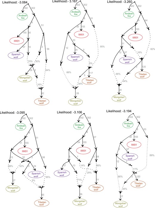 Fitted admixture graphs (no f4 outliers) showing the genetic makeup for IW01, European wolves (represented here by the Spanish wolf), and two highland wolves (represented by the Mongolian wolf and Tibetan wolf). Dashed lines indicate inferred admixture events and the admixture proportions are reported next to the dashed lines. The likelihood is shown at the top of each graph. The first graph has the highest likelihood of support.