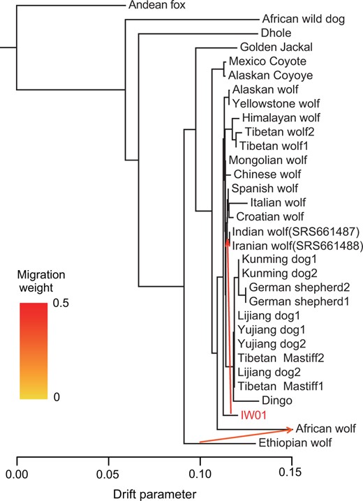 TreeMix tree graph allowing two migration edges. This configuration reveals IW01 is basal to other gray wolves and domestic dogs. Two admixture events are shown, one between the African wolf and Ethiopian wolf, and the other between IW01 and SRS661487 (India)+SRS661488 (Iran). Tree graphs and Treemix residuals inferred by allowing zero to five migration edges are shown in supplementary figures S7 and S8, Supplementary Material online. The graph with two migrations has the lowest residual distance.