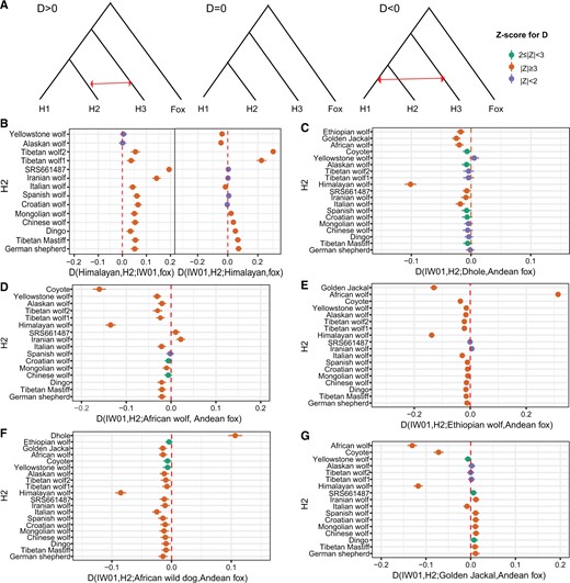 D-statistics testing the amount of allele sharing between IW01 and other canid species. (A) Schematic plot showing the topology used for calculating D-statistics. The calculation with |Z|≥3 was considered statistically significant. (B) D-statistics find no clear evidence of admixture between IW01 and Himalayan wolf. Most D values are positive, suggesting that IW01 shares more derived alleles with other gray wolves (H2) than with the Himalayan wolf. We note that D(IW01, H2; Himalayan wolf, Andean fox) calculated when H2 includes North American wolves showed significant negative values. However, this should not be taken to signify admixture between IW01 and the Himalayan wolf. Rather, this is likely due to North American wolves sharing ancestry from more divergent species like the coyote (vonHoldt et al. 2016; Sinding et al. 2018). (C) D-statistics plot showing the amount of allele sharing between dhole and IW01 and other gray wolves. (D) D-statistics plot showing allele sharing between the African wolf and IW01. (E) D-statistics plot depicting allele sharing between the Ethiopian wolf and IW01. This test also finds evidence of admixture between the African wolf and the Ethiopian wolf. (F) D-statistics plot showing allele sharing between the African wild dog and IW01. (G) D-statistics plot showing the amount of allele sharing between the golden jackal and the ancestral clade of gray wolves. D-statistics were significantly positive when the domestic dog, East Asian wolves, and European wolves were in position H2, but became insignificant when North American wolves and Tibetan wolves were in the H2 position. These results suggest past gene flow between the Eurasian golden jackal and the ancestor of domestic dog and Eurasian gray wolves, supporting previous studies (Gopalakrishnan et al. 2018; Chavez et al. 2019). This also suggests that the Eurasian golden jackal has no or less gene flow with IW01 compared with domestic dogs and Eurasian gray wolves, despite the overlapping distributions of the former two species.