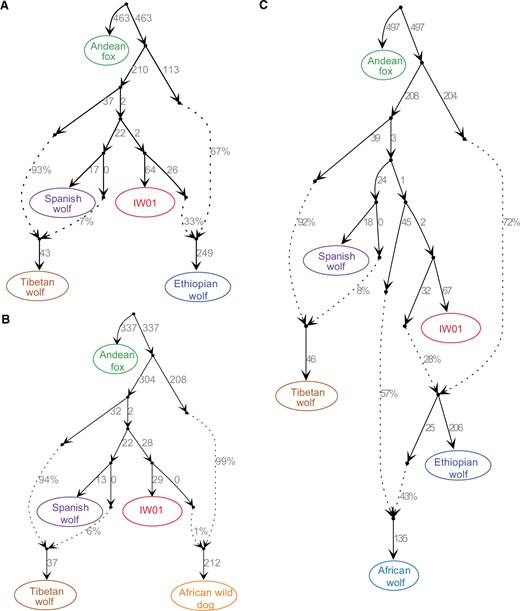 Admixture graph modeling the gene flow between IW01 and African canids. (A) Fitted model (no f4 outliers) showing the genetic makeup of the Ethiopian wolf. (B) Fitted model (no f4 outliers) showing that the African wild dog carries 1% ancestry from IW01, which supports the D-statistics analysis (fig. 5F). Admixture between IW01 and African wild dogs is also detected when African wolf or golden jackal are included (supplementary fig. S11, Supplementary Material online). (C) Fitted model (no f4 outliers) showing admixture between IW01 and the African wolf and the Ethiopian wolf. This result is also supported by an alternative fitted model (supplementary fig. S11, Supplementary Material online). Both support a previous conclusion that African wolves carry admixed ancestries (Gopalakrishnan et al. 2018). Dashed lines indicate inferred admixture events and admixture proportions are reported beside the dashed lines. Because this analysis required genotype calls, we included only genomes with sequencing coverage >10-fold. As genome sequence coverage for the Himalayan wolf is 7-fold, we used the Tibetan wolf to represent the highland gray wolf for admixture graph construction.