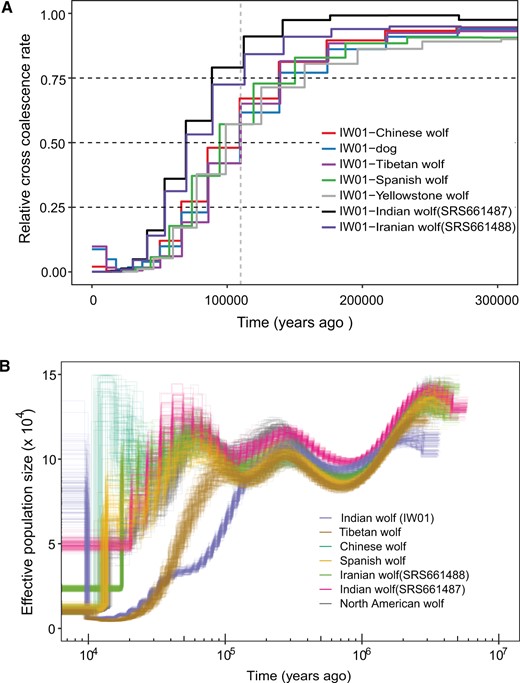 Inferences of the time of divergence and demographic history of Indian wolf IW01 and other gray wolves. (A) MSMC estimation of splitting time for Indian wolves (IW01) from the domestic dog and other representative gray wolves. Gray-dashed vertical line indicates the estimated split time at ∼110 ka. (B) Results of PSMC analysis showing the demographic trajectories of seven representative gray wolves. For each sample, we performed 100 bootstrap replicates.