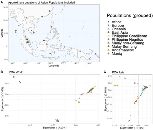 Maniq form a genetic cluster close to Malay Semang populations. (A) Map with approximate locations of all Asian populations included in the study. (B) Eigenvector 1 and 2 of a PCA on a worldwide set of populations, number of SNPs used = 320,032. (C) Eigenvector 1 and 2 of a PCA restricted to Asian populations, number of SNPs used = 319,845.