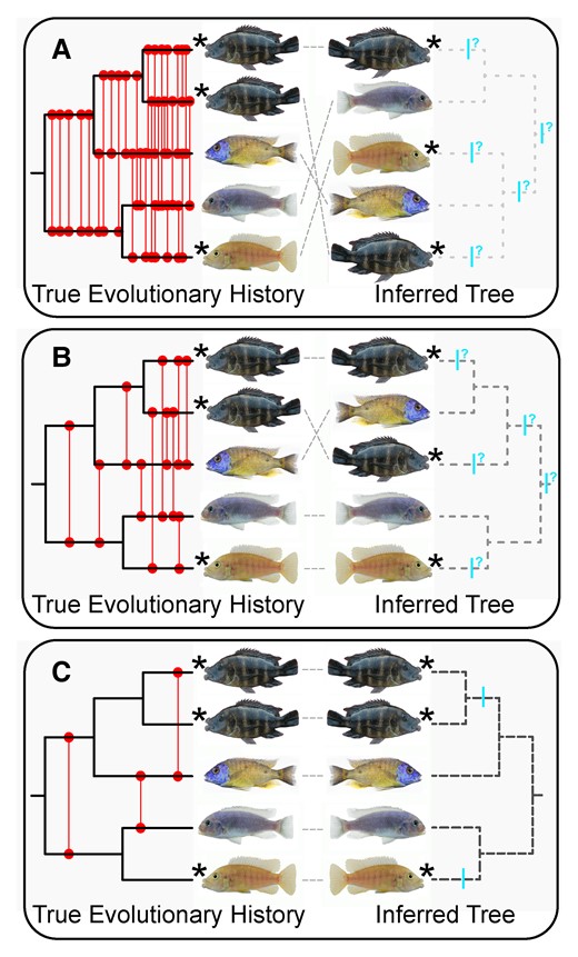 Phylogenetic reconstruction and our ability to infer convergence could be impacted heavily by genomic introgression. Illustrated are three hypothetical scenarios showing the extent that introgression could affect tree inference in the Lake Malawi cichlid radiation. In each panel, the true evolutionary history (the topology of which remains the same across A–C) is depicted on the left and the resulting phylogenetic reconstruction influenced by different degrees of hybridization is shown on the right. Taxa possessing hypertrophied lips are indicated with stars. Red lines denote prior hybridization events and blue bars represent possible origins of the hypertrophied-lip phenotype. Incongruence between the true history and the reconstructed tree is shown with gray dashed lines. In (A), phylogenetic resolution is completely obscured by factors such as widespread hybridization and incomplete lineage sorting resulting in the failure to recover conspecifics as monophyletic groups. Convergence of the hypertrophied-lip phenotype cannot be tested with bifurcating phylogeny-based comparative methods under this scenario. In (B), some phylogenetic structure is detectable, but clarity is insufficient to resolve many relationships among hypertrophied-lip species. Convergence is difficult to examine due to introgression and the inability to recover conspecifics as monophyletic. (C) Despite some gene flow, phylogenetic structure is clearly resolved, conspecifics are recovered as monophyletic, and there is a clear indication that hypertrophied lips are independently derived in disparate lineages.
