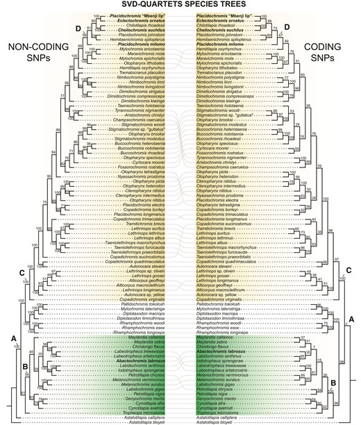 Relationships of Lake Malawi species based on analysis with SVDquartets. The reconstructions based on noncoding vs. coding SNPs are compared. Dotted lines are used to connect species that exhibit slightly divergent phylogenetic relationships based on the two data types. Bootstrap values are indicated for each branch. Node A: MRCA of all Lake Malawi hypertrophied species, node B: MRCA of the rock-dwelling mbuna radiation, node C: MRCA of the sand-dwelling haplochromine nonmbuna, node D: MCRA of the nonmbuna hypertrophied-lip fauna.