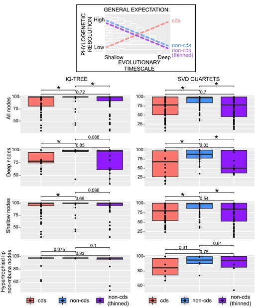 Expectations based on the literature of the resolving power of coding (cds) vs. unthinned and thinned noncoding (non-cds) SNPs across different nodal depths are depicted. The entire noncoding dataset contained ∼1.19 million SNPs. The thinned noncoding dataset was down-sampled to the same size as the coding dataset (∼50K SNPs). The different datasets are represented in all panels (cds = left boxplots, unthinned non-cds = middle boxplots, and thinned cds = right boxplots). In the left panels, the y-axis corresponds to ultrafast bootstrap values from the IQ-TREE analyses, and in the right panels, bootstrap support values from the SVDquartet analyses are shown with boxplots. Deep nodes refer to those in our phylogenies that have 10 or more nested terminal branches and shallow nodes are those that join fewer than ten tips. Ranges of support are also displayed exclusively for nodes within the clade of hypertrophied-lip nonmbuna (see node D, figs. 1 and 2). Significance was assessed using pairwise t-tests of mean support values (α = 0.05).