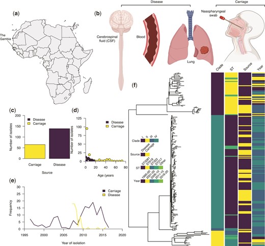 Characteristics and genetic relatedness of the pneumococcal serotype 1 isolates used in the study. (a) Map of Africa showing the location of The Gambia in West Africa where the study was conducted. (b) Disease status as defined based on the anatomical site of the human body showing where the serotype 1 isolates used in the study were sampled from. (c) Bar plot showing the number of whole-genome sequenced serotype 1 isolates from the carriage (n = 65) and disease (n = 139). (d) Distribution of the serotype 1 isolates from carriage and disease by the age of the individuals. (e) Line plot showing the temporal distribution of the serotype 1 isolates from carriage and disease. (f) A maximum-likelihood phylogenetic tree constructed after removing SNPs in recombinogenic regions showing genetic relatedness of the carriage and disease serotype 1 isolates. The icons in (b) shown in the figure were created with permission in BioRender.com (https://biorender.com/).