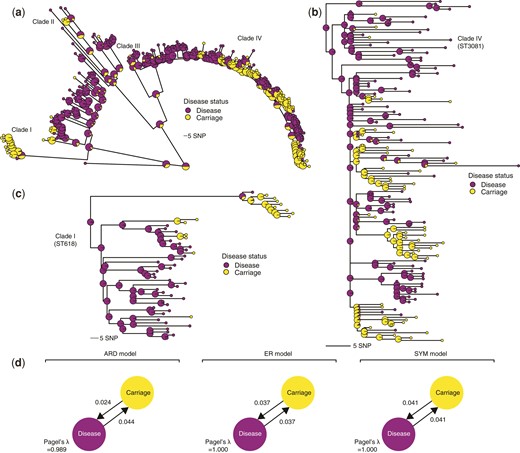 Phylogenetic signal and distribution of the pneumococcal serotype 1 isolates based on disease status. (a) Maximum-likelihood phylogeny showing the posterior probability of each disease status states at each terminal and internal node of the tree based on stochastic ancestral character reconstruction. The internal nodes are drawn with a larger radius to distinguish them from the terminal nodes. The colors of the nodes represent the disease status of the isolates as shown in the key next to the phylogenetic tree. (b) Phylogenetic tree of a subset of the serotype 1 isolates belonging to clade IV, which is predominantly associated with ST3081, the most common serotype 1 ST in The Gambia, West Africa. (c) The zoomed-in phylogenetic tree of the isolates belonging to clade I containing isolates belonging to ST618, which was the most dominant serotype 1 ST in The Gambia before its replacement by ST3081 in the early 2000s. (d) Estimated genetic signals associated with disease status of the serotype 1 isolates using the Pagel’s λ statistic. The transition rates between disease states are shown next to the arrows and the values of the Pagel’s λ statistic are shown at the bottom of the diagram for each model.
