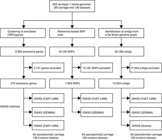 Overview of the GWASs performed in this study using different methods and types of genetic variation. Summary of the number of pneumococcal serotype 1 isolates sampled from healthy individuals with asymptomatic carriage and patients with invasive diseases. Three different types of genetic variation, namely, presence/absence of accessory genes, SNPs, and unitigs, were used for the GWAS. Each type of genetic variation was analyzed using multiple approaches, two linear mixed model methods (FaST-LMM and GEMMA) and phylogenetic or evolutionary convergence-based method (Scoary).