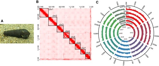 (A) The picture of S. habei at Uji River. (B) Hi-C contact map showing eight megascaffolds. (C) The Circos plot exhibits the distribution of coding genes, SINEs, LINEs, DNA transposons, and simple repeats in eight megascaffolds. The numbers of genes and repeat elements were counted by a sliding window of 1 Mb moving a step of 0.5 Mb. The scale of the maximum value of the y axis was set to 60 for coding genes, while it was set to 650 for the other repeat elements.