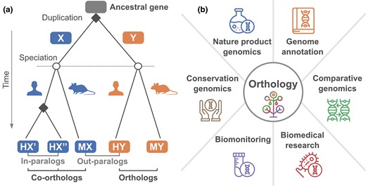Biodiversity genomics are rooted in ortholog identification. a) The evolutionary concepts of orthology and paralogy. The evolutionary lineages of genes sharing the same ancestry (homologs) are split either by gene duplication events (square nodes), giving rise to paralogs, or by speciation events (circle nodes), resulting in orthologs. The depicted tree represents a scenario where a gene duplication prior to the speciation event gives rise to the out-paralogous genes X and Y that reside in the human and mouse lineages, respectively. The split of the human (H) and mouse (M) lineages resulted in the orthologous groups HY and MY. In the case of gene X, a subsequent gene duplication in human formed the in-paralogous gene pair HX′ and HX″ where both human genes are co-orthologous to MX. Pictograms provided by PhyloPic. b) The identification of orthologs forms the foundation for gene annotation transfer between species, because they represent our best inferences of genes with corresponding functions. Together with de novo annotation methods, orthologs are needed to annotate comprehensive catalogues of genes present in an organism (Genome annotation). Consequently, any analysis that compares which functions (i.e. genes) are available in different genomes is also rooted in orthology (Comparative genomics). Identifying orthologs that are specific to a taxonomic group can help to identify pathogenicity-related factors (Biomedical research) or to define genetic markers hat help in sequence-based species identification (Biomonitoring). They inform how robustly a molecular function is represented in an ecosystem (Conservation genomics), and they can identify novel gene clusters that produce secondary metabolites (Natural product genomics). All symbols provided by Icon Market from Noun Project.