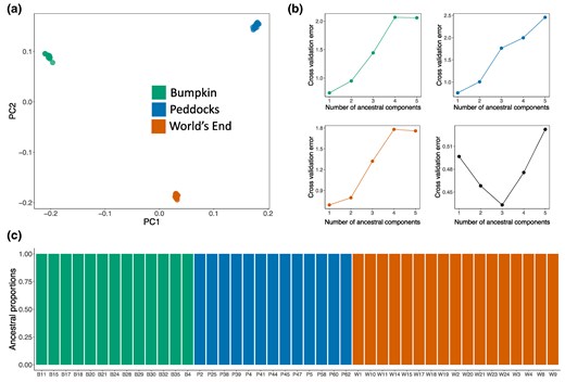 Evidence of population structure among Boston Harbor localities. a) Principal component analysis conducted using genome-wide, unlinked SNPs. Points represent individuals sampled from either Bumpkin Island (green), Peddocks Island (blue), or mainland World's End (orange). Percentage of variance explained by PC1 = 10.36% and by PC2 = 8.82%. b) Five-fold cross-validation analysis with ADMIXTURE (Alexander et al. 2009). A single ancestral component (k = 1) yields the minimum cross-validation error within each of the sampled localities (top left, top right, and bottom left). In the combined sample (bottom right), three ancestral components (k = 3) yield the minimum cross-validation error. c) Global ancestry proportions among sampled individuals, assuming k = 3 ancestral components. Each individual is represented by a colored bar. The height of each colored segment in a bar gives the proportion of ancestry an individual derives from a given component. Ancestral component colors reflect population of origin (as in a).