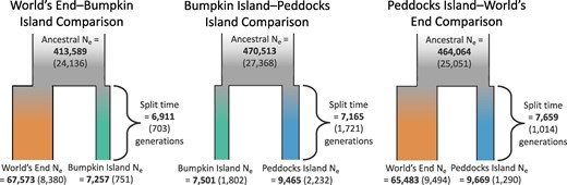 Demographic inferences from the SFS support old divergence times and smaller Ne for island populations. Model fitting and parameter estimation were performed separately for the jSFS constructed from each pair of populations, yielding three separate histories for the mainland World's End-Bumpkin Island (left), Bumpkin Island-Peddocks Island (middle), and Peddocks Island-mainland World's End (right) comparisons. Maximum likelihood estimates for each parameter are bolded. Standard deviations for each parameter estimate are given in parentheses and were ascertained using the Godambe Information Matrix (Coffman et al. 2016) as an alternative to conventional bootstrapping.
