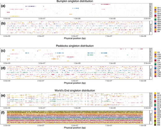SFS-based demographic models fail to recover the spatial clustering of rare variants observed in island samples. a, c, and e) Distribution of singleton variants observed on chromosome 1 (NC_051063.1) within the Bumpkin Island (a), Peddocks Island (c), and mainland World's End (e) samples. X-axes give the physical position along chromosome 1. Vertical, colored tick marks denote observed singleton variants. Each row reflects the singleton variants of a distinct individual. b, d, and f) Corresponding singleton distributions predicted by the inferred demographic histories for Bumpkin Island (b), Peddocks Island (d), and mainland World's End (f). X-axes give the location of singletons along a 100 Mbp simulated chromosome and tick marks denote singleton variants observed in each simulated individual. For clarity, we only show the simulated singleton maps derived from the Bumpkin-World's End demographic model (for b and f) and the Peddocks-World's End demographic model (for d), though we note that patterns are similar regardless of which specific demographic model is used for a given population.