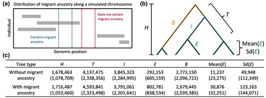 Singleton clustering reflects the interaction of migration and population size history on the external branch lengths of local genealogies. We inspected coalescent genealogies for the Bumpkin Island sample simulated under the Recent/Strong migration regime featured in Fig. 6b. a) Diagram illustrates how local genealogies were classified into two types. Each row represents variation observed in a different simulated individual. Gray rectangles reflect migrant haplotypes derived from the “ghost” population. The tskit library (Kelleher et al. 2018) was used to distinguish between local genealogies spanning regions containing one or more migrant haplotypes (blue box) and those spanning regions without migrant ancestry (red box). b) We measured multiple genealogical quantities for each category of trees: the total tree height (H), sum of total branch lengths (T), sum of basal branch lengths (B), sum of internal branch lengths (I), sum of external branch lengths (E), mean external branch length within a tree (Mean(E)), and standard deviation of external branch lengths within a tree (Sd(E)). c) Table summarizes the mean value of each quantity across all trees observed along a simulated 100 Mbp chromosome. Standard deviations across trees are given in parentheses.