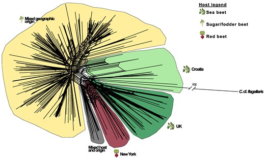 Neighbor network of C. beticola isolates. The network was inferred with SplitsTree v. 6. The main clusters identified by the analyses are colored according to the host from which the isolates were originally obtained (yellow = sugar beet, green = sea beet, red = Table beet). Moreover, the tree includes an admixed cluster = gray, with isolates of different geographical and host origin. Parts of the figure were obtained from BioRender.com (2020) using the terms “sugar beet”, “table beet”, and “arabidopsis” (https://app.biorender.com/biorender-templates).