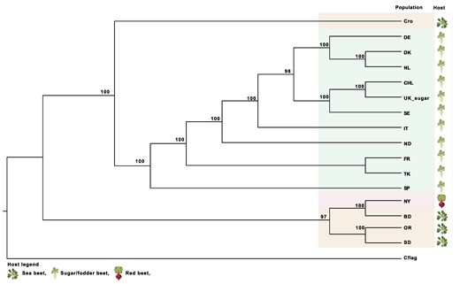 Evolutionary relationship between C. beticola populations. a) Phylogenetic tree using PoMo (Maximum likelihood inference, loglikelihood: −857,128.545) to assess the evolutionary relationship between C. beticola populations. Branch numbers reflect maximum likelihood bootstrap values. The tree was rooted using the sister species Cercospora flagellaris. Parts of the figure were obtained from BioRender.com (2020) using the terms “sugar beet,” “table beet,” and “arabidopsis” (https://app.biorender.com/biorender-templates).