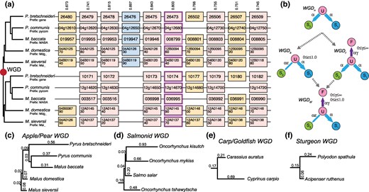 Modeling the evolution of four WGD events. a) An example region of ten ancestral genes that was duplicated in a WGD and is now found in two copies in five species of apples and pears. The upper and lower panels represent the two groups of orthologous regions (or subgenomes) formed by the WGD (abbreviated gene names are given in the boxes). This subgenome inference is more probable than the other 25-1 possible subgenome assignments that we could make by swapping the paired regions from one or more species. The model's confidence c in the depicted subgenome assignments (as opposed to the other 25-1 possible ones) is given by the numbers above the column (0 ≤ c ≤ 1). In the absence of homoeologous exchanges, fully retained ohnologs (columns without missing boxes; light pink) are expected to evolve under the mirrored species tree at left. A case of shared gene loss where all of the genes in the lower panel are missing is shown (blue), while other cases of individual losses have some duplicated and some single-copy genes (tan). b) The subgenome assignments in a) are made using the gene presence/absence data shown and evolutionary models of ohnolog loss. Four such nested loss models that differ with respect the presence of ohnolog pair fixation (rate γ) and biased fractionation (rate ε) are illustrated. Ohnolog pairs all start in state U (Undifferentiated ohnolog) immediately post-WGD. Loss of the copy from subgenome 2 moves the pair to state S1 (only copy #1 retained) or symmetrically to S2. WGDn is a null model without biased losses or duplicate fixation. The instantaneous ohnolog loss rate to both subgenomes is then equal (α). WGDf allows for fixation of ohnologs which occur at a relative rate γ (0 ≤ γ < ∞): Ohnologs in F cannot undergo loss. WGDb introduces biased losses through the ε (0 ≤ ε ≤ 1) parameter, making subgenome 1 increasingly favored as ε decreases. WGDbf combines the WGDb and WGDf models. c to f) Inferred maximum likelihood topologies for the four events with the estimated branch lengths for each. Note that the branch lengths are not shown in the same scale across the panels.