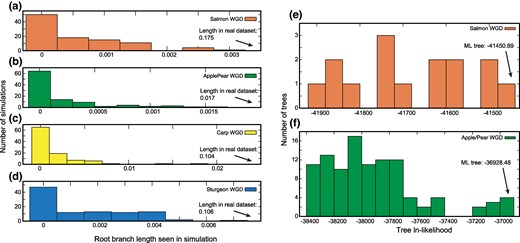Four shared polyploidy events with phylogenetic signals of ohnolog loss. Panels a) to d) show 100 simulations of independent polyploidies fit to trees with the assumption of shared losses. In other words, the root branch is simulated as having zero length, corresponding to two independent polyploidies, but those simulated data are then fit with a model that allows the estimated length to be nonzero. Plotted on x is the estimated length of the root branch of the phylogeny for these simulations with a model allowing a nonzero root, showing the level of apparent shared ancestry expected for independent polyploidies. The arrows indicate the length of the root branch for the real data. Note that the WGDn model was used for the sturgeon and goldfish/carp WGD events because the ε parameter in the WGDb model can inflate the estimates of shared losses when only two genomes are analyzed (data not shown). Panels e) and f) illustrate the distribution of ln-likelihoods for all possible phylogenetic topologies for the salmonid and Apple/Pear WGD events, with the maximum likelihood tree indicated.