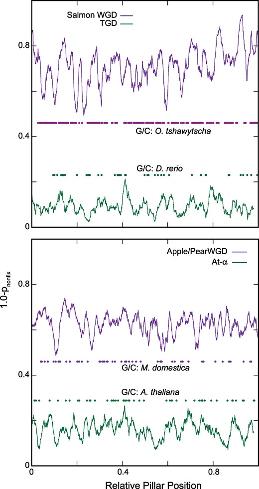 High and spatially-structured patterns of ohnolog fixation in the salmonid and apple/pear genomes. At each pillar, we computed the probability that no ohnolog pairs had been fixed (Materials and Methods). On the y axis is 1.0 minus that probability: in other words, the probability of at least one fixation at that pillar. The values shown are averaged across a sliding window of 2% of the size of the overall dataset (in terms of the number of pillars). Also shown are the position of all the significant gene conversion events for the genome with the most such events (dots colored by event; Materials and Methods and supplementary table S1, Supplementary Material online). On the x axis is the scaled pillar position (0 to 1) so that events with differing numbers of pillars can be compared. a) The salmonid WGD compared to the teleost genome duplication (TGD). b) The apple/pear WGD compared to the At-α WGD.