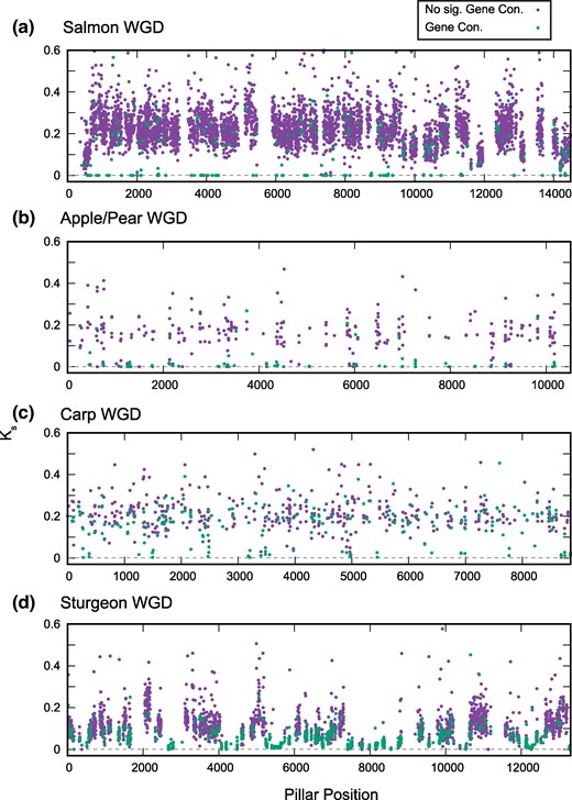 Low synonymous divergence between paralogs with evidence of recent gene conversion. For each of the four WGD events, we selected the genome with the largest number of cases of gene conversion (supplementary table S1, Supplementary Material online). We then computed the pairwise synonymous divergence (Ks) for all paralogs used in the gene conversion analysis and plotted these values for paralog pairs with (P < 0.05, supplementary table S1, Supplementary Material online; green) and without (P > 0.05, supplementary table S1, Supplementary Material online; purple) evidence of recent gene conversion. Ks often approaches 0 (dashed line) for pairs with evidence for conversion. The x axis represents the relative position of the ohnolog pair in our ancestral genome order reconstruction. Cases where Ks > 0.6 are omitted for clarity. a to d) Plots for the four WGD events considered.