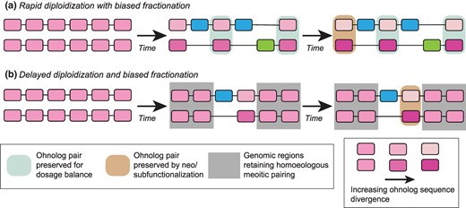 Two models for post-polyploidy genome evolution. a) In a “typical” tetraploidy, many or most ohnolog pairs are reduced to single-copy by genetic drift fairly quickly after the event. Ohnologs may be protected from loss by a need for dosage balance (teal) or, over longer timescales, by functional divergence (tan). One of the two progenitor subgenomes may be favored in the losses (blue verses green, i.e. biased fractionation). b) For the polyploidies considered here, some regions of the genome (gray) maintain meiotic pairing between the progenitor subgenomes. As a result, ohnolog pairs in these regions are maintained and experience limited sequence divergence (observable in our data as gene conversions). Other regions of the genome may follow patterns more similar to standard tetraploidies. The difference in shading between ohnolog pairs illustrates their sequence divergence (or lack thereof).