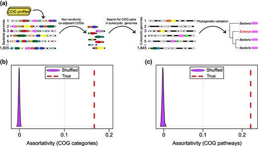 Prediction of coadjacent gene pairs using COG assignments and their functional relatedness. a) General pipeline that was used to identify HGT-transferred operons in the set of eukaryotic genomes. b) Assortativity between significantly coadjacent COG pairs and their functional category assignment. Null distribution of assortativity coefficients for 1,000 networks with randomly shuffled COG assignments is shown in purple, and the dashed red lines indicate the observed assortativity coefficient. c) Assortativity between significantly coadjacent COG pairs and metabolic pathways. Null distribution of assortativity coefficients for 1,000 networks with randomly shuffled metabolic pathways is shown in purple, and the dashed red lines indicate the observed assortativity coefficient.