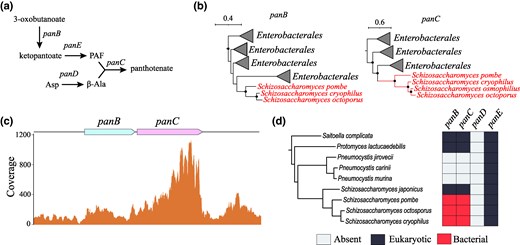 Characterization of pantothenate biosynthesis operon in Schizosaccharomyces. a) Role of panB-panD genes in the biosynthesis of pantothenate. b) Collapsed phylogenetic trees of PanB and PanC genes found in Schizosaccharomyces. Tree scale is in substitutions per site, and nodes with the support of at least 70% are denoted with black dots. c) Coverage plots of panB and panC genes based on S. pombe transcriptomic data. d) Phylogenetic profiling of panB-panD genes in Schizosaccharomyces and its sister clades.
