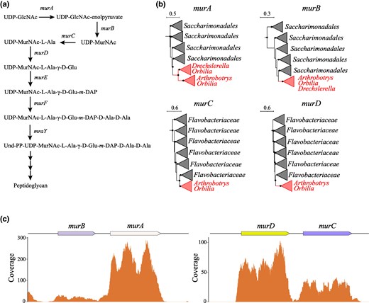 Characterization of peptidoglycan biosynthesis operon in nematode-trapping Orbiliaceae fungi. a) Role of murA-murF and mraY genes in the biosynthesis of peptidoglycan. b) Collapsed phylogenetic trees of MurA-MurD genes found in Orbiliaceae. Tree scale is in substitutions per site, and nodes with the support of at least 70% are denoted with black dots. c) Coverage plots of murA-murD genes based on Orbiliaceae oligospora transcriptomic data.