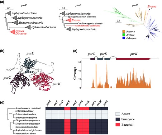 Characterization of purine biosynthesis operon in Amoeba. a) Collapsed phylogenetic trees of PurK, PurE, and PurC genes found in Amoeba. Tree scale is in substitutions per site, and nodes with the support of at least 70% are denoted with black dots. b) Tertiary structure of PurC-PurE-PurK protein predicted by AlphaFold. c) Coverage plots of purC-purE-purK gene based on D. discoideum transcriptomic data. Arcs denote introns, and solid blocks denote exons. d) Phylogenetic profiling of genes involved in de novo purine biosynthesis in various Amoeba species.